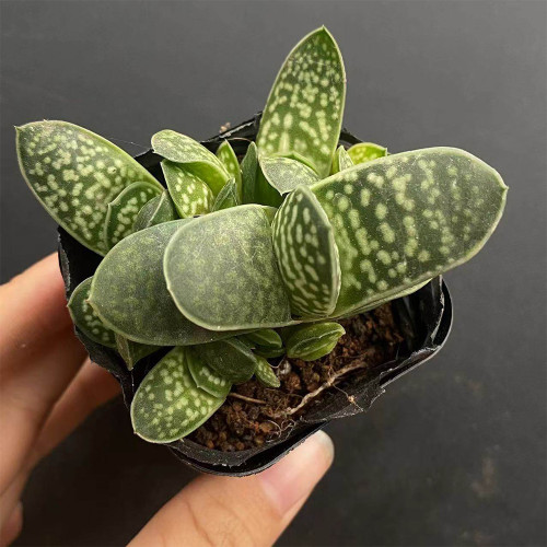 Gasteria minima for Sale | Miniature Speckled Succulent, Beginner-Friendly Desk Decor Plant