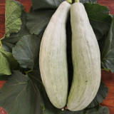 Aristocrat Pumpkin Seeds - A High-Yield Hybrid Variety, Vigorous Plant Growth, High Fruit Setting Rate