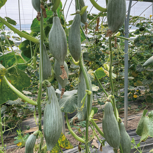 Aristocrat Pumpkin Seeds - A High-Yield Hybrid Variety, Vigorous Plant Growth, High Fruit Setting Rate