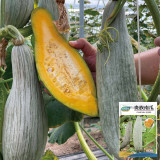 Aristocrat Pumpkin Seeds - A High-Yield Hybrid Variety, Vigorous Plant Growth, High Fruit Setting Rate