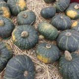 'Yi Nong Jin Li' Pumpkin Seeds - Early-Maturing Premium Variety, High Germination Rate, Ideal for Beginners