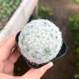 Feather Cactus (Mammillaria Plumosa) for Sale - Fluffy Soft Cactus, Low Maintenance Indoor Succulent