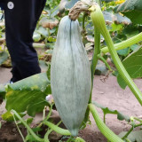 Aristocrat Pumpkin Seeds - A High-Yield Hybrid Variety, Vigorous Plant Growth, High Fruit Setting Rate