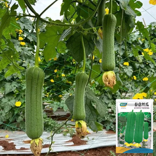 Chunyi Luffa Seeds - Premium Variety with High Yield and Easy Cultivation, Ideal for Home Gardens & Commercial Farming