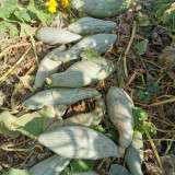 Aristocrat Pumpkin Seeds - A High-Yield Hybrid Variety, Vigorous Plant Growth, High Fruit Setting Rate