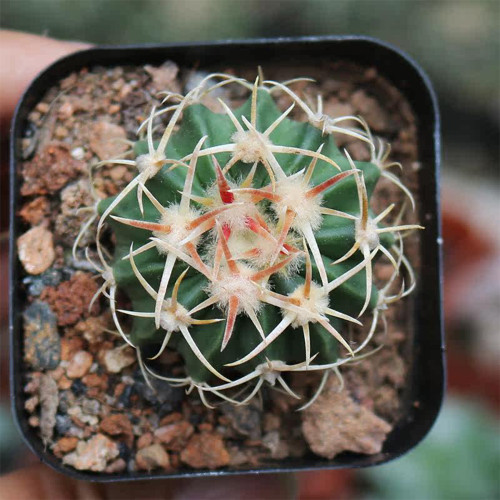 Echinocactus texensis for Sale | Horse-crippler, Texas Barrel Cactus, Slow-Growing Succulent Plant