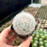 Feather Cactus (Mammillaria Plumosa) for Sale - Fluffy Soft Cactus, Low Maintenance Indoor Succulent