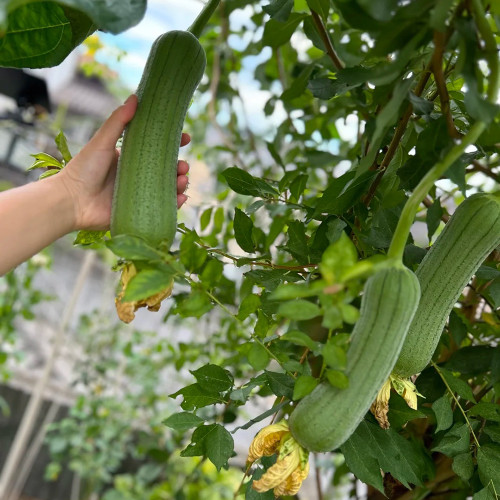 Chunyi Luffa Seeds - Premium Variety with High Yield and Easy Cultivation, Ideal for Home Gardens & Commercial Farming