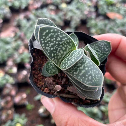 Gasteria minima for Sale | Miniature Speckled Succulent, Beginner-Friendly Desk Decor Plant