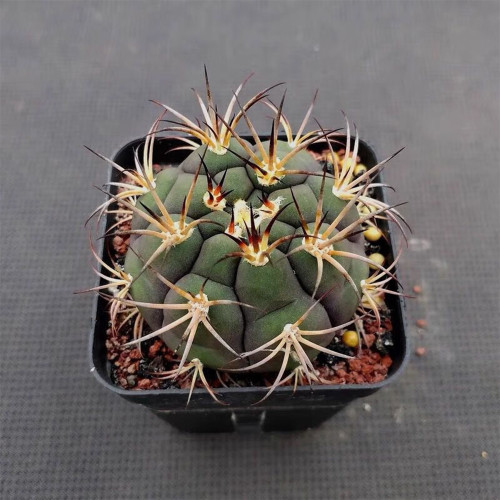 Gymnocalycium pflanzii var. albipulpa | Rare Purple-Green Cactus for Collectors, Compact & Low-Maintenance Succulent