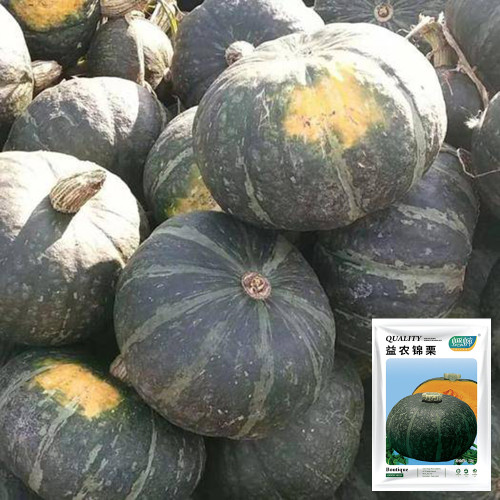 'Yi Nong Jin Li' Pumpkin Seeds - Early-Maturing Premium Variety, High Germination Rate, Ideal for Beginners