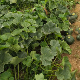 'Yi Nong Jin Li' Pumpkin Seeds - Early-Maturing Premium Variety, High Germination Rate, Ideal for Beginners
