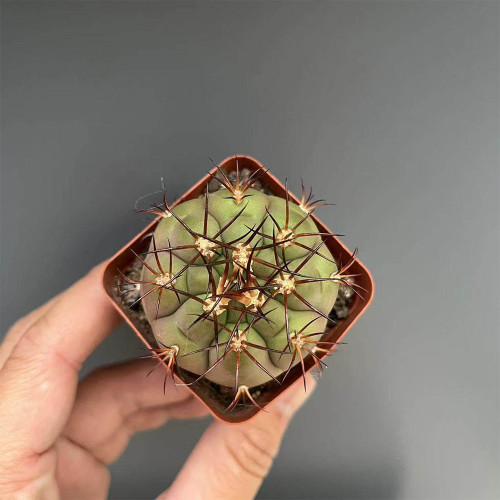 Gymnocalycium pflanzii var. albipulpa | Rare Purple-Green Cactus for Collectors, Compact & Low-Maintenance Succulent