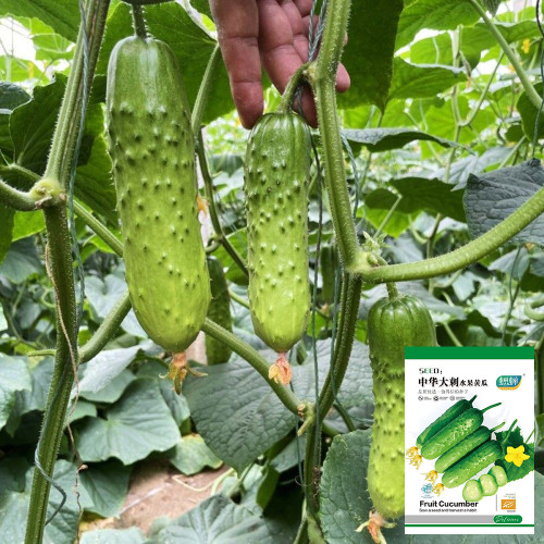 Chinese Large Thorn Fruit Cucumber Seeds - Early-maturing, easy to grow, sweet and crisp fruits, ideal for fresh eating