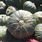 'Yi Nong Jin Li' Pumpkin Seeds - Early-Maturing Premium Variety, High Germination Rate, Ideal for Beginners