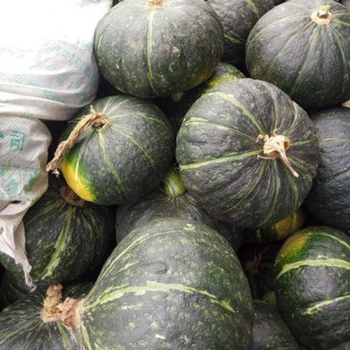 'Yi Nong Jin Li' Pumpkin Seeds - Early-Maturing Premium Variety, High Germination Rate, Ideal for Beginners