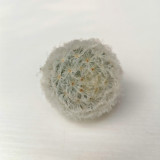 Feather Cactus (Mammillaria Plumosa) for Sale - Fluffy Soft Cactus, Low Maintenance Indoor Succulent