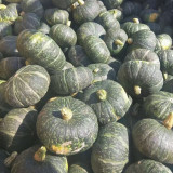'Yi Nong Jin Li' Pumpkin Seeds - Early-Maturing Premium Variety, High Germination Rate, Ideal for Beginners
