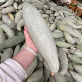 Aristocrat Pumpkin Seeds - A High-Yield Hybrid Variety, Vigorous Plant Growth, High Fruit Setting Rate