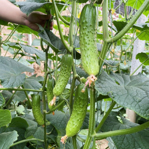Chinese Large Thorn Fruit Cucumber Seeds - Early-maturing, easy to grow, sweet and crisp fruits, ideal for fresh eating