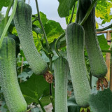 Chunxiang Luffa Seeds - High-Yield Organic Variety, Early Maturing, Suitable for Home and Farm Cultivation