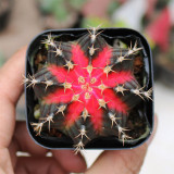 Gymnocalycium mihanovichii 'Red Variegata' | Rare Dwarf Variegated Cactus, Low Maintenance Succulent