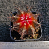 Gymnocalycium mihanovichii 'Red Variegata' | Rare Dwarf Variegated Cactus, Low Maintenance Succulent