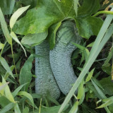 Chunxiang Luffa Seeds - High-Yield Organic Variety, Early Maturing, Suitable for Home and Farm Cultivation