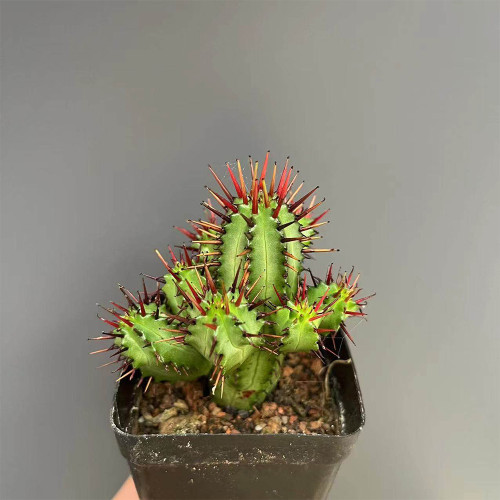 Pincushion Euphorbia (Euphorbia enopla) | Low-Maintenance, Red Spine Succulent Plant