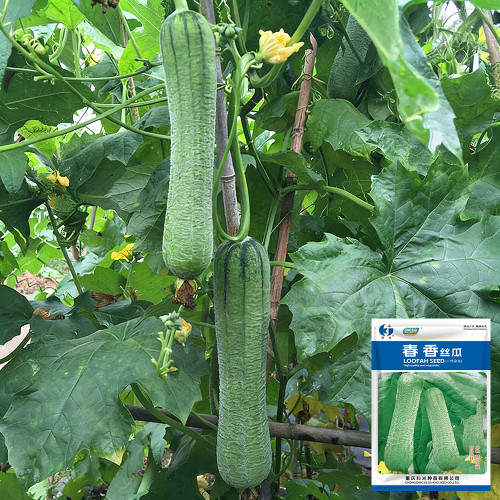 Chunxiang Luffa Seeds - High-Yield Organic Variety, Early Maturing, Suitable for Home and Farm Cultivation