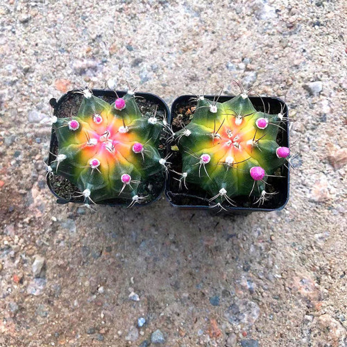 Gymnocalycium mihanovichii 'Yellow Variegata' for Sale | Rare Variegated Yellow Cactus, Compact Succulent Plant