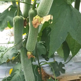 Chunxiang Luffa Seeds - High-Yield Organic Variety, Early Maturing, Suitable for Home and Farm Cultivation