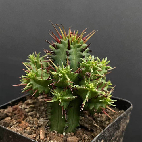 Pincushion Euphorbia (Euphorbia enopla) | Low-Maintenance, Red Spine Succulent Plant
