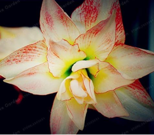 Amaryllis Bulbs True Hippeastrum (Color: 19)