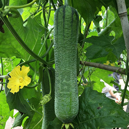 Chunxiang Luffa Seeds - High-Yield Organic Variety, Early Maturing, Suitable for Home and Farm Cultivation
