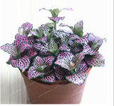 Fittonia Verschaffeltii Seed Mini Easy Planting Balcony Fun (Color: 4)