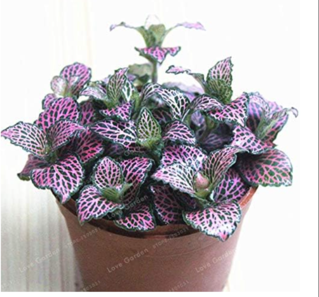Fittonia Verschaffeltii Seed Mini Easy Planting Balcony Fun (Color: 4)