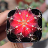 Gymnocalycium mihanovichii 'Red Variegata' | Rare Dwarf Variegated Cactus, Low Maintenance Succulent