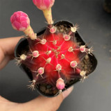 Gymnocalycium mihanovichii 'Red Variegata' | Rare Dwarf Variegated Cactus, Low Maintenance Succulent