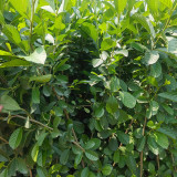 Alnus delavayi Seeds - A Rare Tree Species with High Ecological Value and Low Maintenance