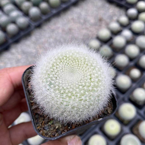 Parodia haselbergii Snowball Cactus for Sale – Puffy White Compact Cactus, Low-Maintenance Indoor Plant