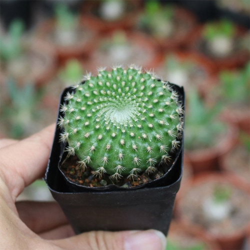 Parodia haselbergii subsp. graessneri 'Green' – Fluffy Green Globe with White Spines, Compact Succulent for Desktop
