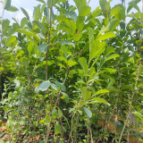 Alnus delavayi Seeds - A Rare Tree Species with High Ecological Value and Low Maintenance