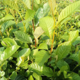 Alnus delavayi Seeds - A Rare Tree Species with High Ecological Value and Low Maintenance