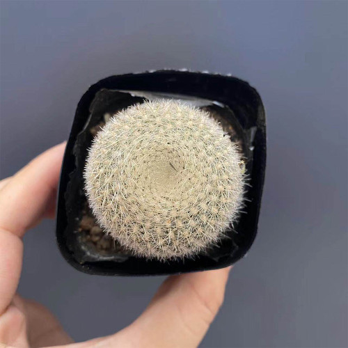 Parodia haselbergii Snowball Cactus for Sale – Puffy White Compact Cactus, Low-Maintenance Indoor Plant
