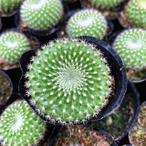 Parodia haselbergii subsp. graessneri 'Green' – Fluffy Green Globe with White Spines, Compact Succulent for Desktop