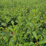 Alnus delavayi Seeds - A Rare Tree Species with High Ecological Value and Low Maintenance