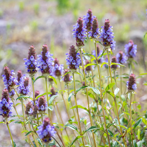 Large-Flowered Selfheal Seeds - Mixed Varieties, Easy to Grow, Long Blooming, Ideal for Flower Beds and Container Planting