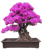 Bougainvillea Seed Colorful Bougainvillea Spectabilis Willd Plant (Color: 3)