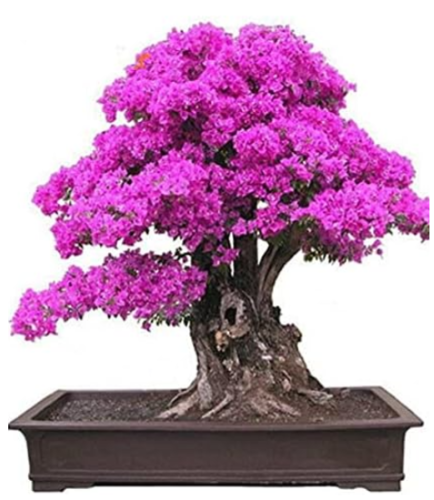 Bougainvillea Seed Colorful Bougainvillea Spectabilis Willd Plant (Color: 3)